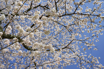 静岡県駿東郡小山町　富士霊園の桜並木