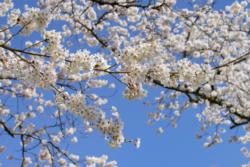 静岡県駿東郡小山町　富士霊園の桜並木