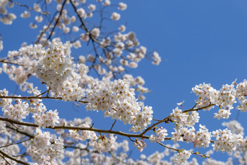 静岡県駿東郡小山町　富士霊園の桜並木