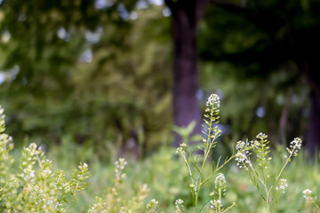 初夏の公園の輝く緑