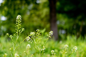 初夏の公園の輝く緑
