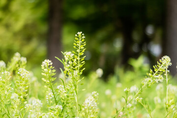 初夏の公園の輝く緑