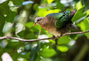 Beautiful Common emerald dove, Asian emerald dove perching on tree branch, Thailand