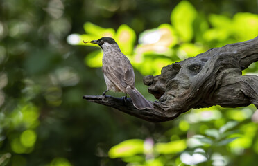 Sooty-headed bulbul with prey in the forest , Thailand
