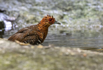 The red-legged crake bathing in the pond , Thailand