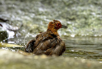 The red-legged crake bathing in the pond , Thailand