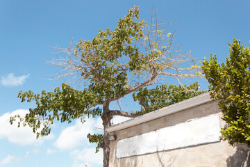 Sparsely vegetated trees along a wall with a beautiful blue sky in the background