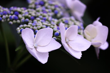 静かな森の中で佇む白い紫陽花
