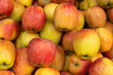 Bunch of Apples, scientific name Malus domestica, an edible fruit produced by an apple tree, are displayed for sale at New Market area, Kolkata, West Bengal, India.