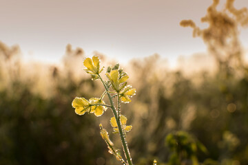 Winter morning - dew drops on mustard plants and sun rising in the background.