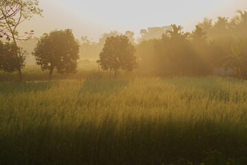 Naklejka na ściany i meble Sun rises in the background, sunrays falling over a green agriculture field. Rural Indian scene. Nature stock image.