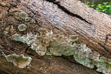Close up of Fungus on brown tree trunk, nature stock image - shot at Howrah, West Bengal, India