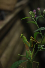 green praying mantis