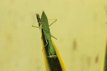 green praying mantis