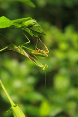 green praying mantis