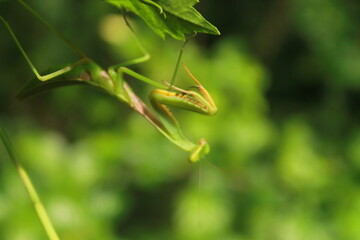 green praying mantis