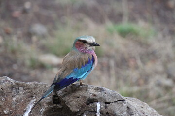 アフリカの宝石ライラックニシブッポウソウ