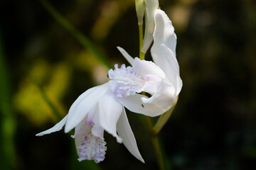 white urn orchid flowers, close-up 2