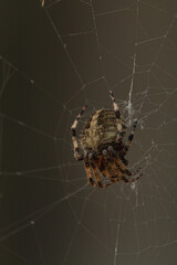 Araña De Patio