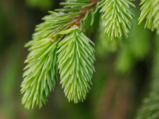 Young shoots on spruce branches, spring time natural background. Selective focus, macro close up