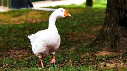 goose on the grass