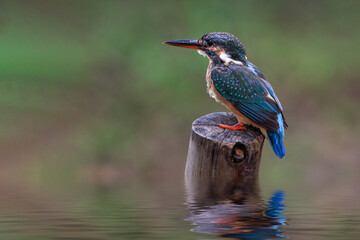 Common kingfisher (Alcedo atthis) sits on a tree stump in the middle of the water. - 506976328