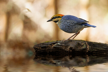 Blue duck.. A multicolored blue duck stood by the water's edge looking for food.