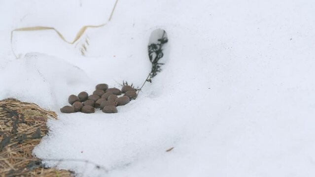 Many fresh poops of moose. Moose excrement.