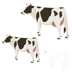 Vector white cow with black spots walks on a white background