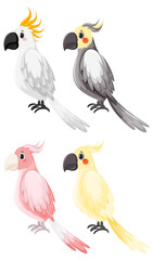 Set of different cockatiel birds in cartoon style