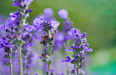 Field of violet lavender field in Provence on blur nature background.