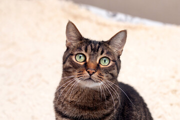 Portrait of a cat with a surprised look is resting on a diva