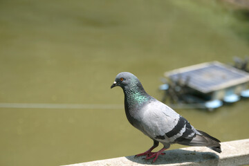 Pigeon walking on the edge of a cement bridge