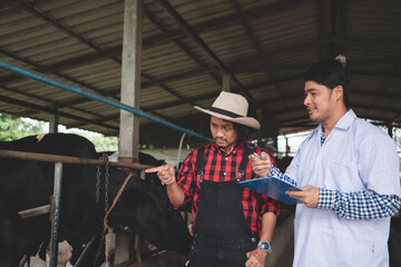 Veterinarian checking on his livestock and quality of milk in the dairy farm .Agriculture industry, farming and animal husbandry concept ,Cow on dairy farm eating hay,Cowshed.