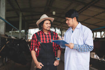 Veterinarian checking on his livestock and quality of milk in the dairy farm .Agriculture industry, farming and animal husbandry concept ,Cow on dairy farm eating hay,Cowshed.