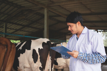 Veterinarian checking on his livestock and quality of milk in the dairy farm .Agriculture industry, farming and animal husbandry concept ,Cow on dairy farm eating hay,Cowshed.