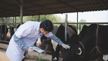 Veterinarian checking on his livestock and quality of milk in the dairy farm .Agriculture industry, farming and animal husbandry concept ,Cow on dairy farm eating hay,Cowshed. - obrazy, fototapety, plakaty
