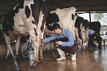 male farmer checking on his livestock and quality of milk in the dairy farm .Agriculture industry,...