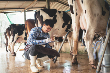male farmer checking on his livestock and quality of milk in the dairy farm .Agriculture industry, farming and animal husbandry concept ,Cow on dairy farm eating hay,Cowshed. - obrazy, fototapety, plakaty