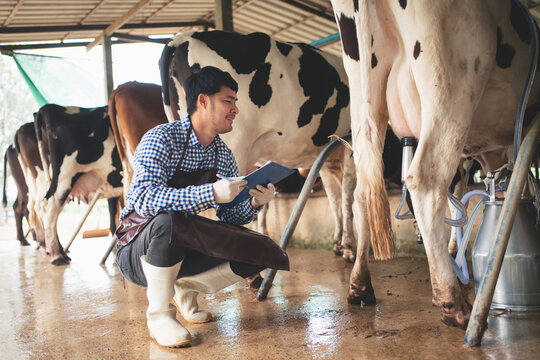 male farmer checking on his livestock and quality of milk in the dairy farm .Agriculture industry, farming and animal husbandry concept ,Cow on dairy farm eating hay,Cowshed.
