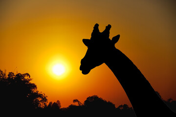 Single silhouette of giraffe on beautiful sunset sky and shadow tree view in the evening natural background