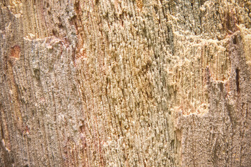 Wood fossil rocks texture brown background