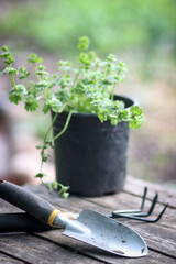 Plant in a pot and gardening tools