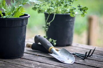 Plants in pots and gardening tools