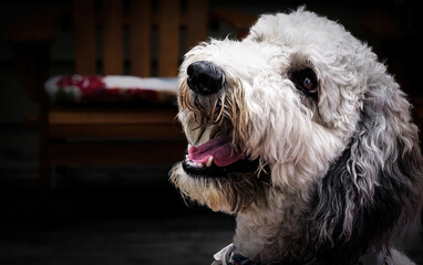 Springerdoodle dog's, head in 3/4 view.
Selective focus on dog, soft focus on background wood chair and cushion. Springerdoodles, aka Sproodles, area mix of English Springer Spaniel and Poodle.