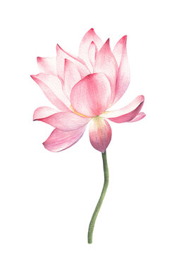 lotus flowers and leaves hand drawn watercolor on white