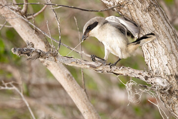 Loggerhead shrike (Lanius ludovicianus) tugging a piece of string in Sarasota, Florida 