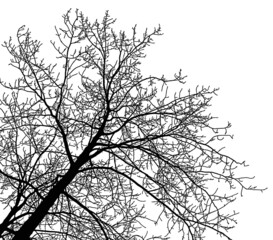 Silhouette of a tree and branches on a white background. Realistic black and white illustration of aspen tree.