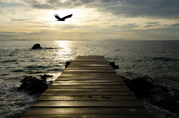 Fototapeta na wymiar Flying halk over the bridge in morning sea