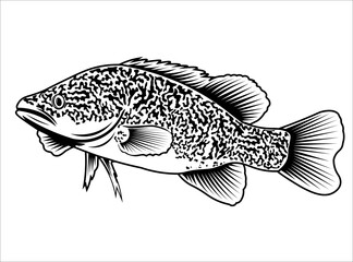 Murray Cod Vector illustration design, perfect for tshirt design and fishing club logo